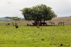 Cattle In Rio Grande Do Sul Brazil Royalty Free Stock Photos Cattle In Rio Grande Do Sul Brazil Royalty Free Stock Photos