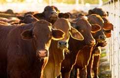 Cattle In Yards Royalty Free Stock Images Cattle In Yards Royalty Free Stock Images