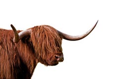 Cattle Isolated Royalty Free Stock Photo