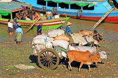 Cattle Transport Goods At The Irrawaddy River Riverbank, Pyay, Myanmar
