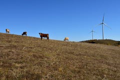 The cattle and the wind power generator on the grassland stock photos The cattle and the wind power generator on the grassland stock photos