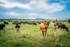 Cattles In New Zealand Stock Image Cattles In New Zealand Stock Image