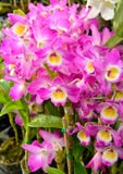 Orchidée vanda