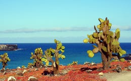 Catus sur la plaza du sud d'Isla, Galapagos Photographie stock Catus sur la plaza du sud d'Isla, Galapagos Photographie stock