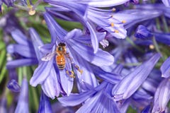 Honey bee on purple agapanthus flower