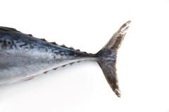 Cauda dos peixes de atum foto de stock royalty free Cauda dos peixes de atum foto de stock royalty free