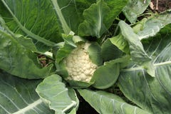 Cauliflower Growing. Royalty Free Stock Photo Cauliflower Growing. Royalty Free Stock Photo