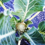 Cauliflower stock photos Cauliflower stock photos