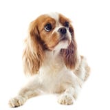 Cavalier king charles royalty free stock image Cavalier king charles royalty free stock image