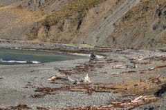Cavaliere del motociclo sulla spiaggia sotto il passaggio pedonale rosso delle rocce vicino alla baia di Owhiro, Wellington immagine stock Cavaliere del motociclo sulla spiaggia sotto il passaggio pedonale rosso delle rocce vicino alla baia di Owhiro, Wellington immagine stock