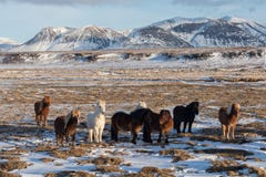 Cavalli islandesi Il cavallo islandese ? una razza del cavallo sviluppata in Islanda Un gruppo di cavallini islandesi nel pascolo immagini stock Cavalli islandesi Il cavallo islandese ? una razza del cavallo sviluppata in Islanda Un gruppo di cavallini islandesi nel pascolo immagini stock