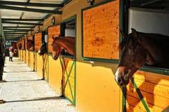 Cavalli nelle scuderie