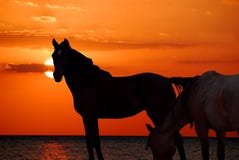 Cavalli sulla spiaggia Immagine Stock Cavalli sulla spiaggia Immagine Stock