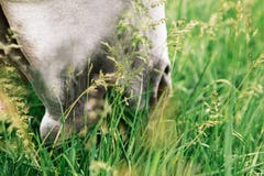Cavallino che mangia felicemente su un settore coperto erba con l'uso di una museruola di pascolo immagini stock libere da diritti Cavallino che mangia felicemente su un settore coperto erba con l'uso di una museruola di pascolo immagini stock libere da diritti