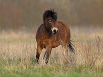 Cavallino di Dartmoor fotografie stock libere da diritti Cavallino di Dartmoor fotografie stock libere da diritti