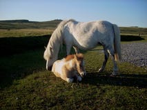 Cavallino di 2 Dartmoor così a facilità fotografia stock libera da diritti Cavallino di 2 Dartmoor così a facilità fotografia stock libera da diritti