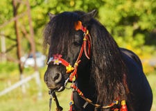 Cavallino nero con una criniera lunga e un bello freno rosso che stanno sui precedenti dell'erba Fotografia Stock Cavallino nero con una criniera lunga e un bello freno rosso che stanno sui precedenti dell'erba Fotografia Stock