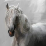 Cavallo andaluso Cavallo andaluso