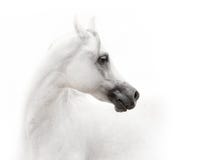 Cavallo arabo bianco immagini stock libere da diritti Cavallo arabo bianco immagini stock libere da diritti