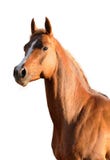 Cavallo arabo del Brown isolato immagine stock Cavallo arabo del Brown isolato immagine stock