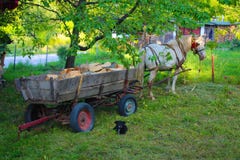 Cavallo bianco con la vecchia automobile di legno in montagna di gora di Jelova in Serbia immagine stock libera da diritti Cavallo bianco con la vecchia automobile di legno in montagna di gora di Jelova in Serbia immagine stock libera da diritti