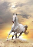 Cavallo bianco nel tramonto