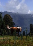 Cavallo che pasce nel campo con le montagne dietro immagine stock libera da diritti Cavallo che pasce nel campo con le montagne dietro immagine stock libera da diritti