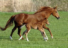 cavallo del foal fotografia stock cavallo del foal fotografia stock
