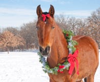 Cavallo di baia rossa che porta una corona di natale fotografia stock libera da diritti Cavallo di baia rossa che porta una corona di natale fotografia stock libera da diritti