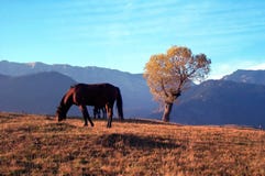 Cavallo ed albero Cavallo ed albero