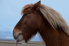 Cavallo islandese divertente e pazzo La testa di lana marrone kitsch di un cavallo islandese fotografia stock Cavallo islandese divertente e pazzo La testa di lana marrone kitsch di un cavallo islandese fotografia stock