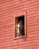 Cavallo nel granaio