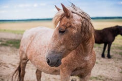 Cavalo bonito amável fotos de stock Cavalo bonito amável fotos de stock