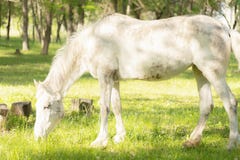 Cavalo branco que pasta em um pasto verde fresco fotografia de stock Cavalo branco que pasta em um pasto verde fresco fotografia de stock