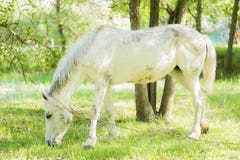 Cavalo branco que pasta em um pasto verde fresco fotografia de stock Cavalo branco que pasta em um pasto verde fresco fotografia de stock