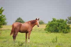 Cavalo de um quarto no prado Fotografia de Stock Royalty Free Cavalo de um quarto no prado Fotografia de Stock Royalty Free