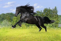 Cavalo preto do frisão no prado Cavalo preto do frisão no prado