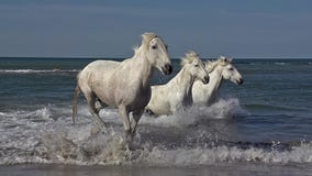 Cavalo que galopa no mar, Saintes Marie de la Mer de Camargue em Camargue, no sul de França Cavalo que galopa no mar, Saintes Marie de la Mer de Camargue em Camargue, no sul de França