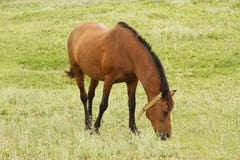 Cavalo selvagem foto de stock Cavalo selvagem foto de stock