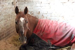 Cavalo vermelho coberto com uma cobertura que encontra-se em uma tenda no cansado doente da exploração agrícola imagem de stock Cavalo vermelho coberto com uma cobertura que encontra-se em uma tenda no cansado doente da exploração agrícola imagem de stock