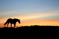 Cavalos