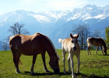 Cavalos da ra?a de Haflinger em St Catarine, Tirol sul, It?lia fotos de stock Cavalos da ra?a de Haflinger em St Catarine, Tirol sul, It?lia fotos de stock