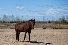 Cavalos em uma caminhada da mola no campo foto de stock Cavalos em uma caminhada da mola no campo foto de stock