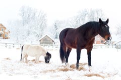 Cavalos rurais que estão no pasto do inverno imagens de stock Cavalos rurais que estão no pasto do inverno imagens de stock
