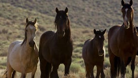 Cavalos selvagens de Nevada, rebanho de cavalos selvagens do mustang nas montanhas altas do deserto de Nevada imagens de stock Cavalos selvagens de Nevada, rebanho de cavalos selvagens do mustang nas montanhas altas do deserto de Nevada imagens de stock
