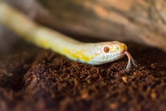 Caza de Cornsnake para la comida con su toungue que empuja hacia fuera fotos de archivo libres de regalías Caza de Cornsnake para la comida con su toungue que empuja hacia fuera fotos de archivo libres de regalías
