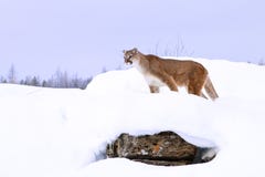 Caza del león de montaña en nieve profunda Imágenes de archivo libres de regalías Caza del león de montaña en nieve profunda Imágenes de archivo libres de regalías
