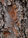 Cedar Pine, Texture Of Bark 3 Royalty Free Stock Photos