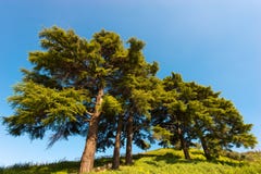 Cedros de Líbano - Cedrus Libani foto de stock Cedros de Líbano - Cedrus Libani foto de stock