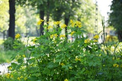 Celandine con las flores en el parque Fotos de archivo libres de regalías Celandine con las flores en el parque Fotos de archivo libres de regalías